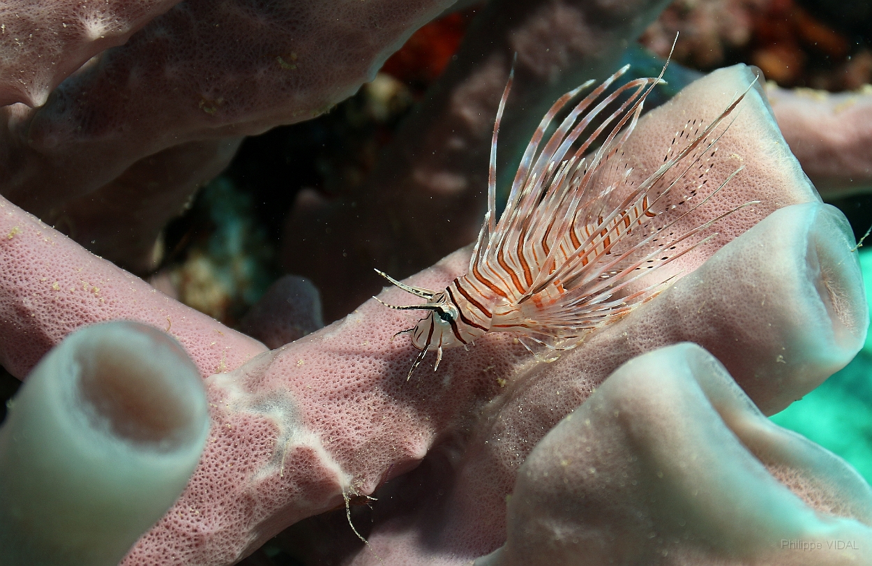 Sipadan_2015_Poisson lion_Pterois volitans_IMG_2743_rc.jpg